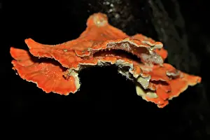 Shelf: Chicken of the woods mushroom