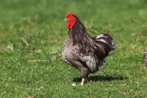 Wyandotte: Chicken - Wyandotte Cock / Rooster on grass