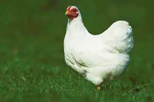Wyandotte: Chicken - Wyandotte white hen