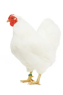 Wyandotte: Chicken - Wyandotte - White in studio