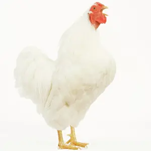 Wyandotte: Chicken - Wyandotte - White in studio