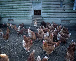 Unit: Chickens