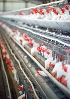 Lines: Chickens - battery hens