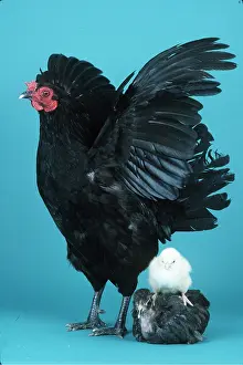 Balancing: CHICKENS - Black Chicken with wings out and with two chicks
