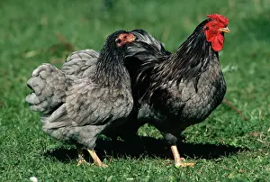Wyandotte: CHICKENS - Blue Wyandotte fowl, hen and cock