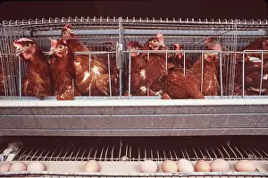 Chickens: CHICKENS IN CAGES