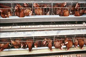 Chickens: CHICKENS IN CAGES