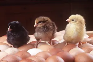 Rows: CHICKENS - three chicks standing on eggs