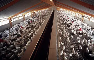 Chickens: CHICKENS - Domestic Fowl farm for industrial egg production