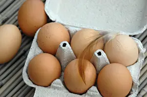 Selling: Chickens or eggs from poultry raised outdoors