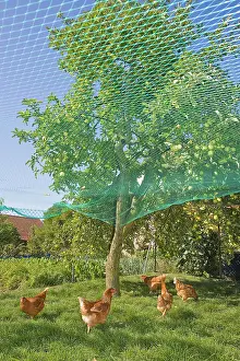 Orchards: Chickens at the foot of an apple tree in an orchard