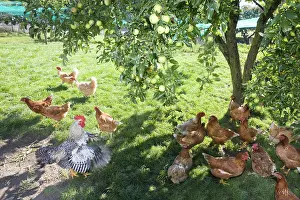 Orchards: Chickens at the foot of an apple tree in an orchard