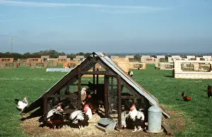 Free: CHICKENS- Free Range and hutches for pairs