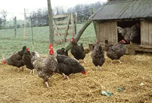 Cockerel: CHICKENS - FREE RANGE MARANS FOWL