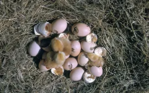 Hatching: Chickens Hatching