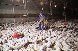 Chickens: CHICKENS - Industrial chicken farming