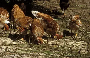 Bred: Chickens Landaise bred pecking on the ground France