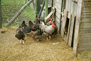 Marans: CHICKENS - MARANS FOWL