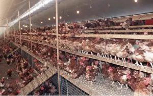 Chickens: CHICKENS - MASS IN BATTERY FARM