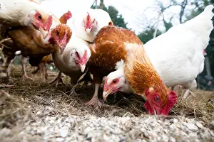 Farmyards: Chickens pecking in a barnyard France