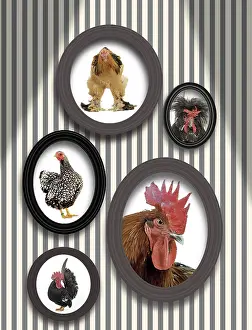 Frames: Chickens - pictures of chickens in frames on wall