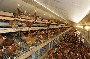 Comt: Chickens at poultry farm in laying hens