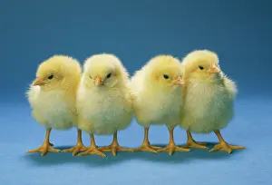 Easter: Chickens - x 4 Chicks