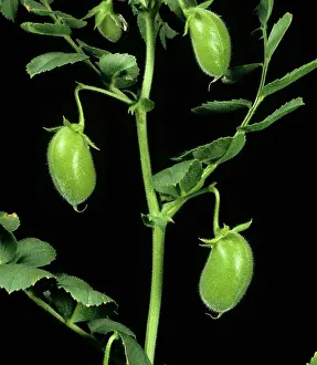 Leguminosae: Chickpea Pods