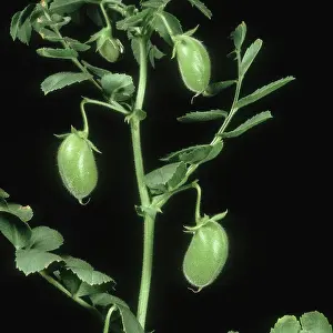 Peas: Chickpea Pods