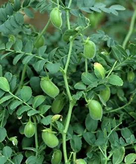 Arietinum: Chickpeas (Cicer arietinum)