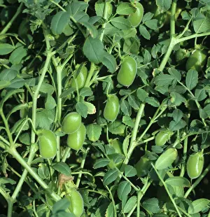 Arietinum: Chickpeas (Cicer arietinum)