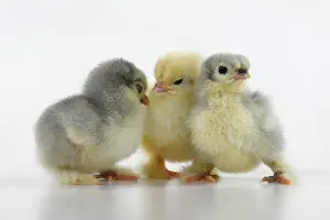300620: Chicks