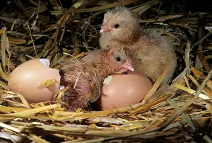 Housing: Chicks from birth