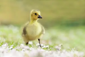 Sweet: Chicks Canada Goose (Branta canadensis), in the