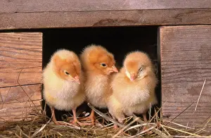 Gallus: Chicks in Coop