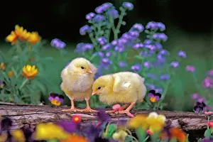 Two Chicks - a few days old standing together in