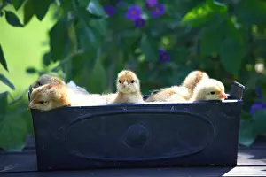 Sculptures: Chicks in a decorative pot on a patio table