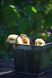 Metals: Chicks in a decorative pot on a patio table