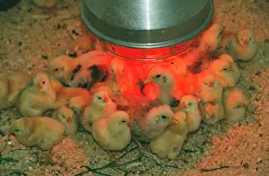 Intensification: CHICKS - Under heat lamp