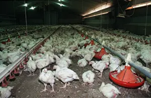 Chickens: CHICKS - MASS IN BATTERY FARM