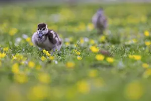 Fledgling: Chicks of the Nile Goose (Alopochen aegyptiaca) freshly hatched