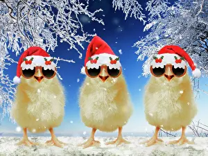 2639: Three chicks perched on fence wearing Christmas