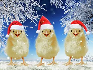 2639: Three chicks perched on fence wearing Christmas