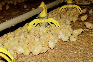 Intensification: Chicks - being raised for meat. 1 day old