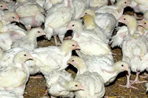 Intensification: Chicks - being raised for meat. 20 days old