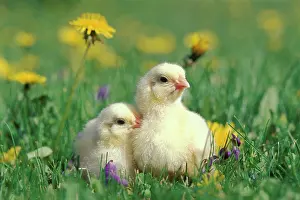 Dandelions: Two chicks sitting together in grass, flowers