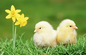 Easter: CHICKS -two chicks pictured by daffodils