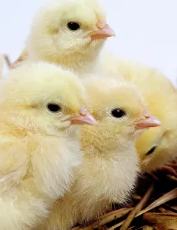Dessert: Chicks against White Background