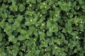 Chickweed: Chickweed in flower