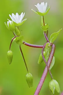 Vegetal: Chickweed - detail of flowers